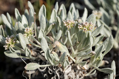 Eriogonum pauciflorum