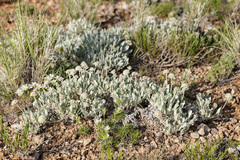 Eriogonum pauciflorum