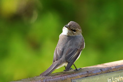 Muscicapa adusta