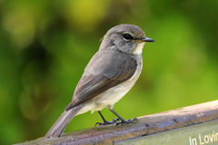 Muscicapa adusta