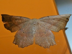 Euchlaena obtusaria