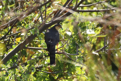 Accipiter rufiventris