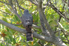 Accipiter rufiventris