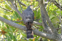Accipiter rufiventris