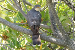 Accipiter rufiventris