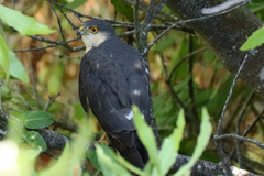 Accipiter rufiventris