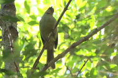 Andropadus importunus