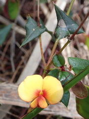 Platylobium triangulare