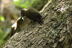 Chloropicus griseocephalus