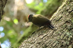 Chloropicus griseocephalus