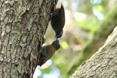 Chloropicus griseocephalus