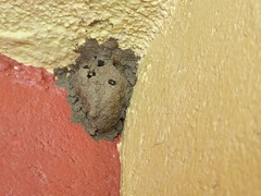 Sceliphron caementarium