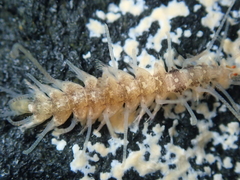 Amblyosyllis