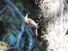 Dendrocopos hyperythrus