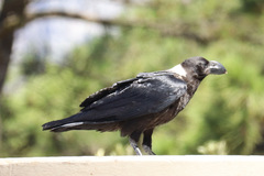 Corvus albicollis