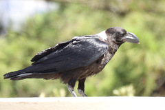 Corvus albicollis