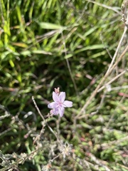Stephanomeria