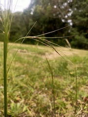 Austrostipa scabra