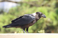 Corvus albicollis