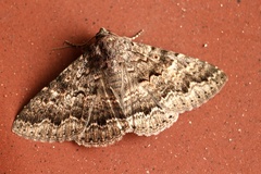 Eudesmeola lawsoni
