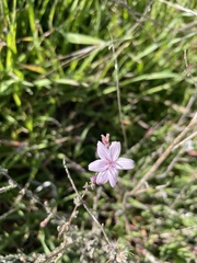 Stephanomeria
