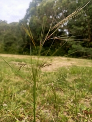 Austrostipa scabra