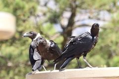 Corvus albicollis