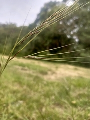 Austrostipa scabra
