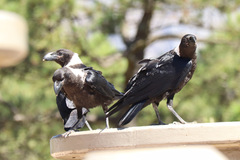 Corvus albicollis