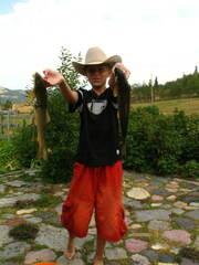 Catostomus catostomus