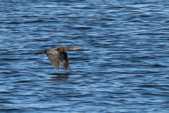 Microcarbo coronatus