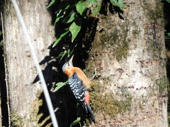 Dendrocopos hyperythrus