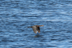 Microcarbo coronatus