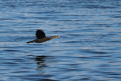 Microcarbo coronatus