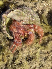 Dardanus crassimanus