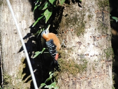 Dendrocopos hyperythrus