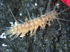 Amblyosyllis
