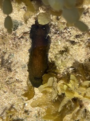 Dendrodoris nigra