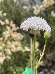 Apiales