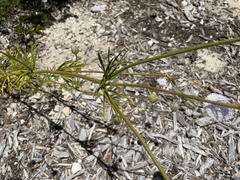 Apiales