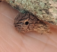 Andricus truncicolus