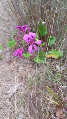 Pelargonium rodneyanum
