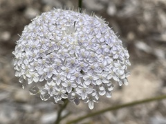 Apiales