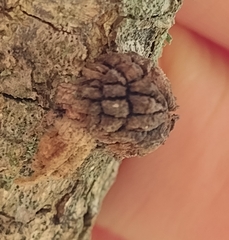 Andricus truncicolus