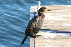 Microcarbo coronatus