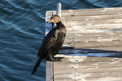 Microcarbo coronatus