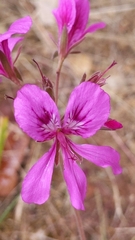 Pelargonium rodneyanum