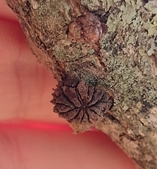 Andricus truncicolus