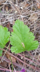 Pelargonium rodneyanum