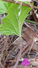 Pelargonium rodneyanum